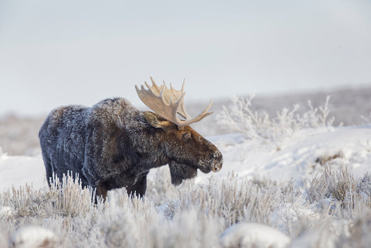 Frosty moose
