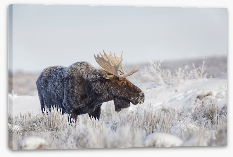 Frosty moose