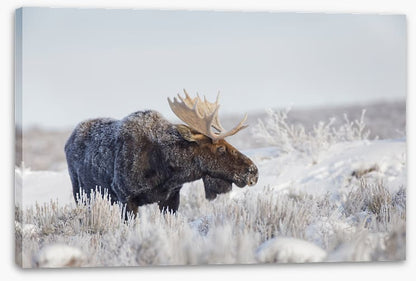 Frosty moose