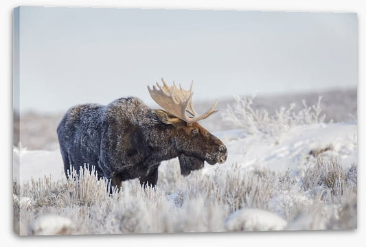Frosty moose