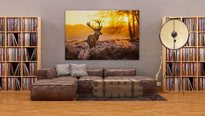 Red deer in the morning sun