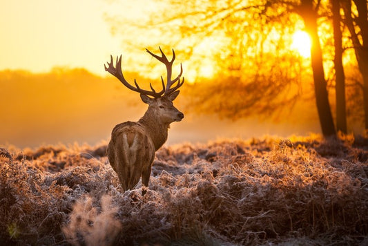 Red deer in the morning sun