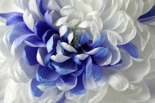 Chrysanthemum mingle