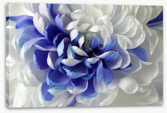 Chrysanthemum mingle