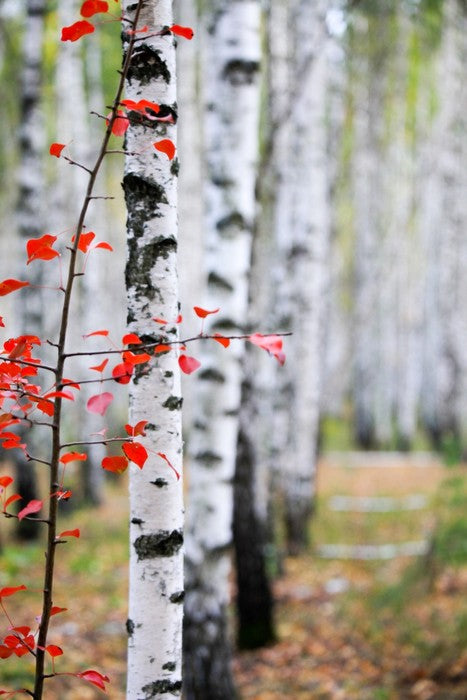 Autumn birch