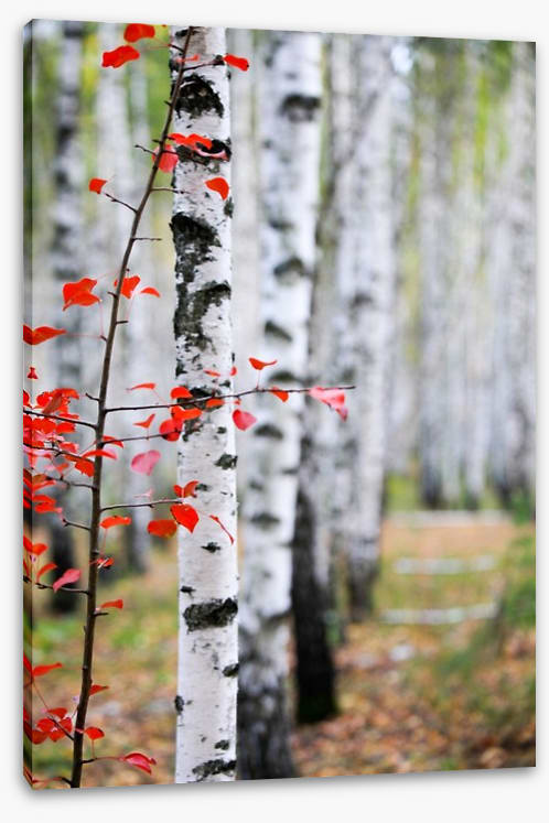 Autumn birch