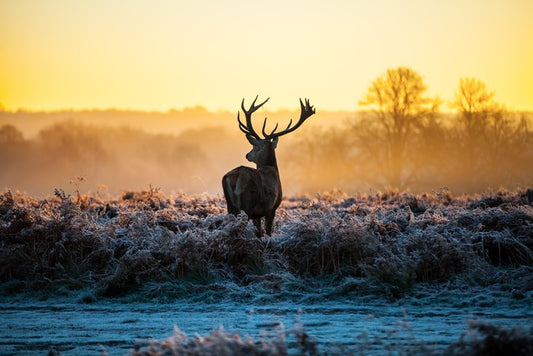 Deer in the mist