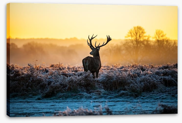 Deer in the mist