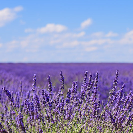 Lavender blooms in Provence