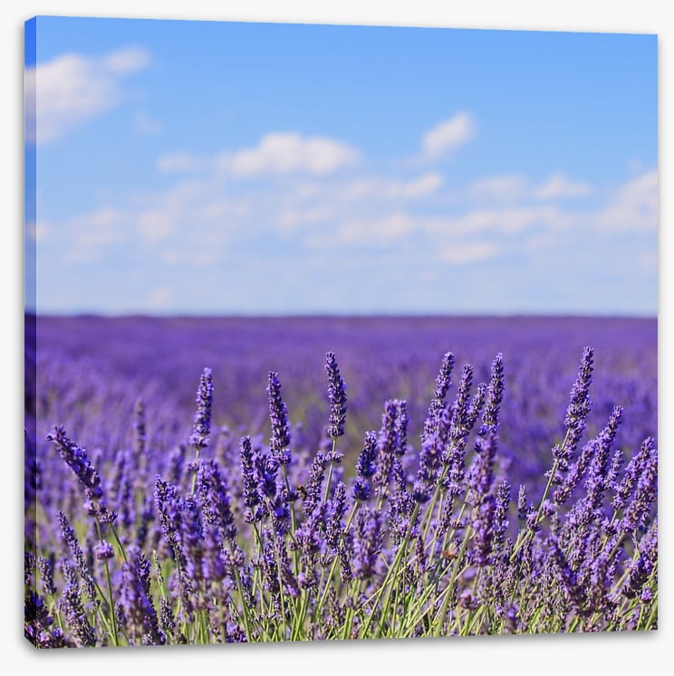 Lavender blooms in Provence
