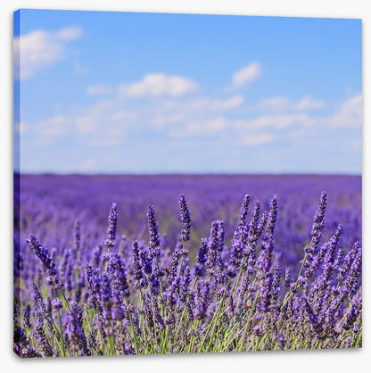 Lavender blooms in Provence