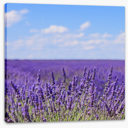 Lavender blooms in Provence