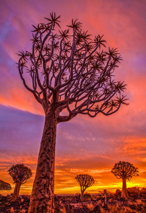 Quiver tree sundown