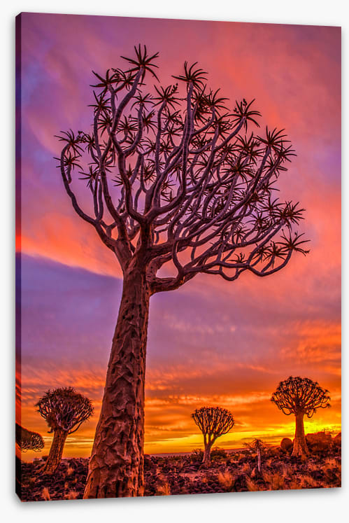 Quiver tree sundown