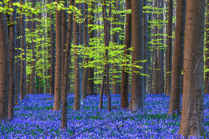 Blooming bluebells