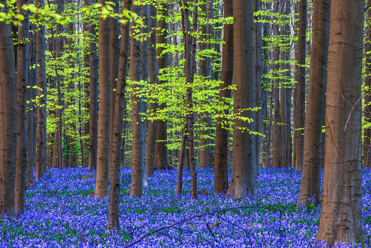 Blooming bluebells