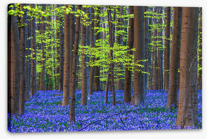 Blooming bluebells
