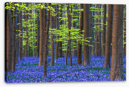 Blooming bluebells
