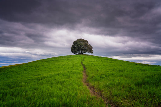Lone tree trail