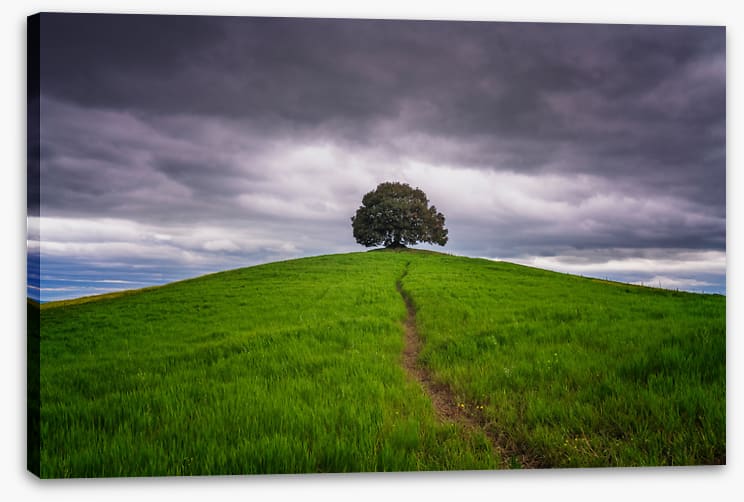 Lone tree trail