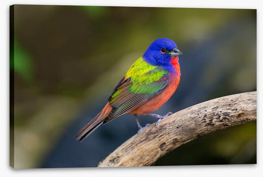 Painted bunting