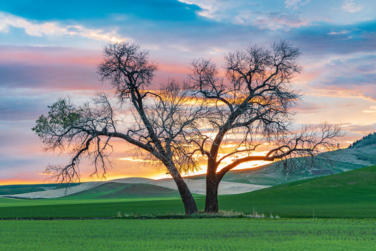 Cottonwood country