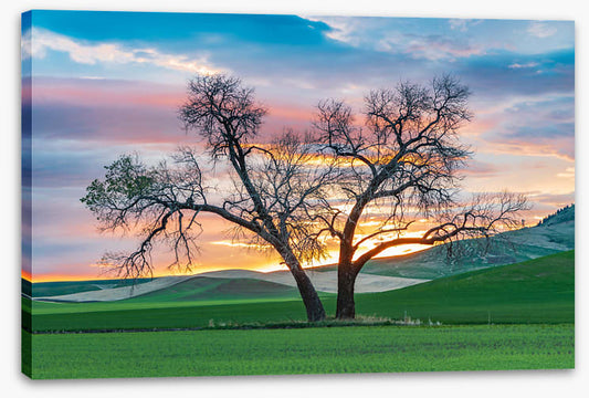 Cottonwood country