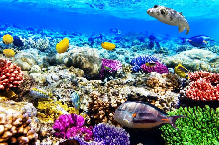Life underwater