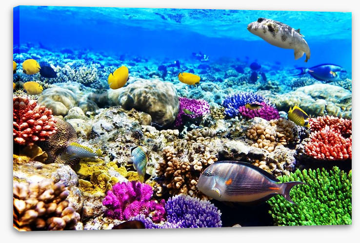 Life underwater