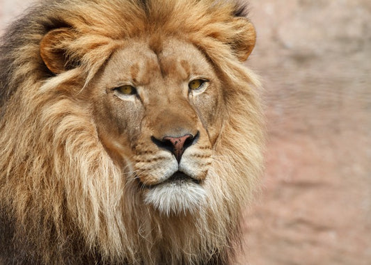 The old king