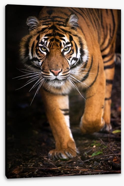 Stalking tiger