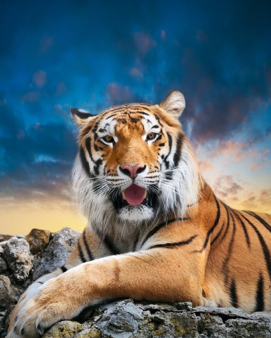 Don't mess with the tigress