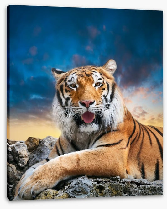 Don't mess with the tigress