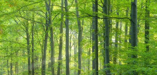 Forests