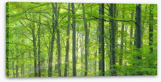 Forests