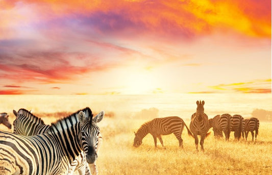 Serengeti stripes