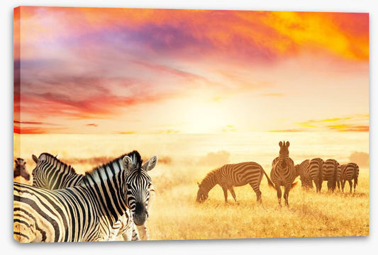Serengeti stripes