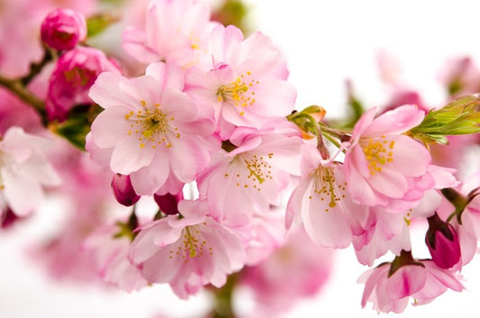 Tender cherry blooms