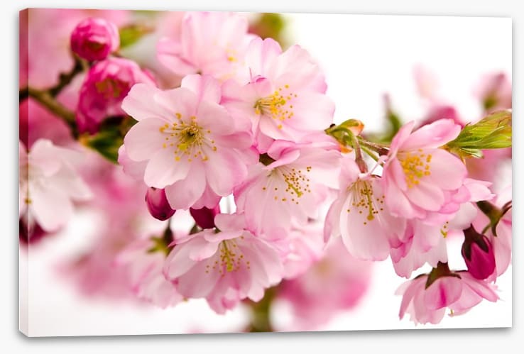 Tender cherry blooms