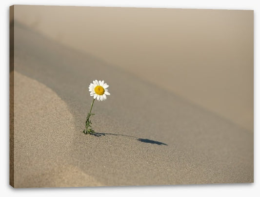 Desert