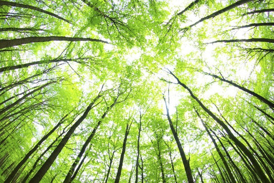Green forest canopy
