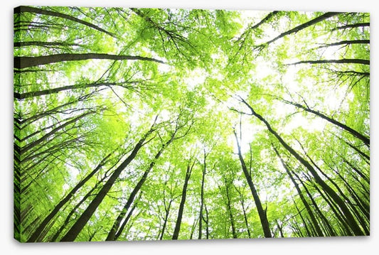 Green forest canopy