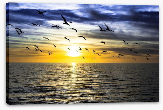 Gulls on the horizon
