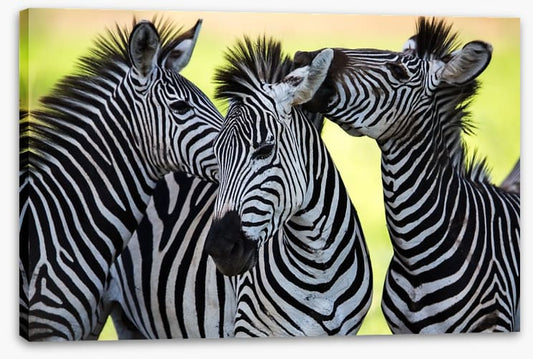 Kissing zebras