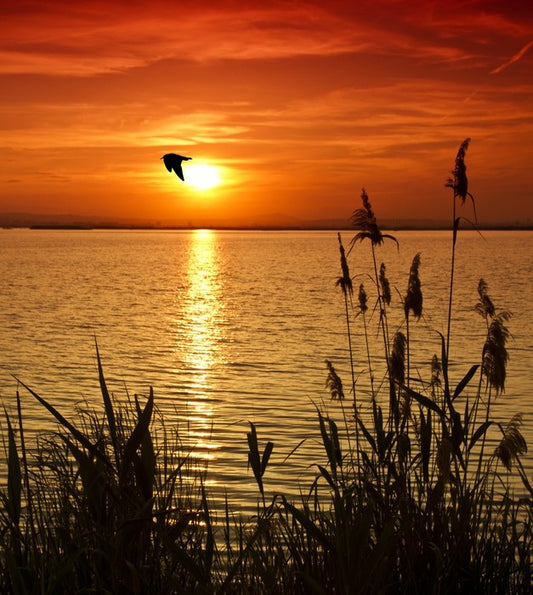 Sundown silhouettes