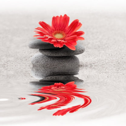 Gerbera reflections