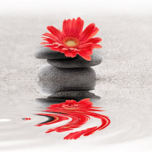 Gerbera reflections