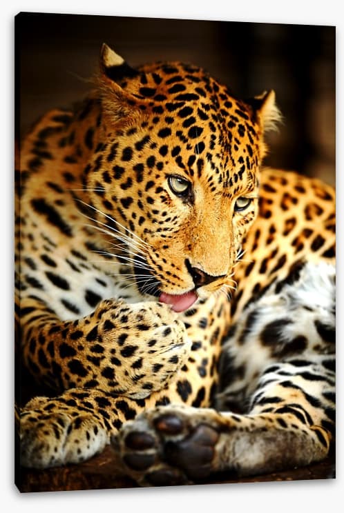 A lick of the paw