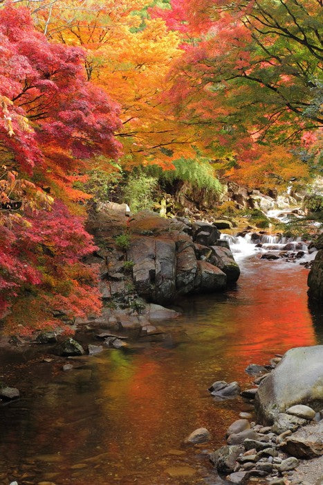 Autumn maple stream