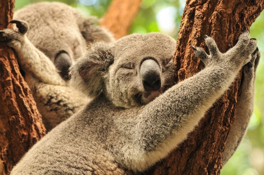 Together we snooze